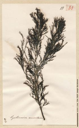 Cystoseira amentacea_84.jpg